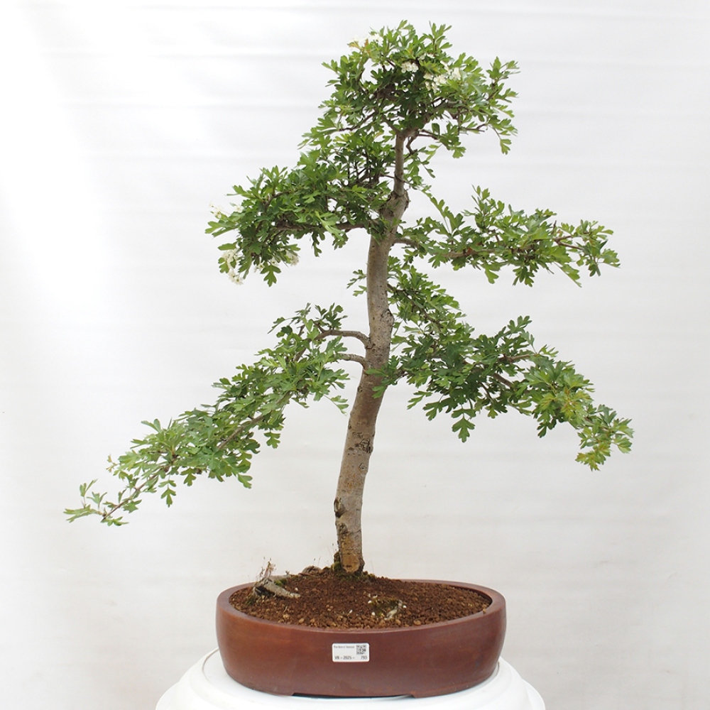 Bonsai für draußen - Weißdorn - Crataegus monogyna