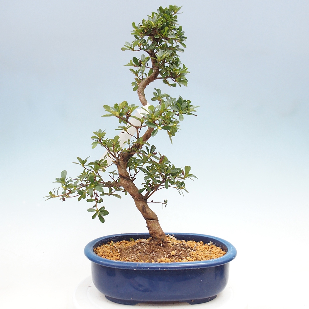 Bonsai für draußen - Japanische Azalee - Azalee Asahi-no-izumi