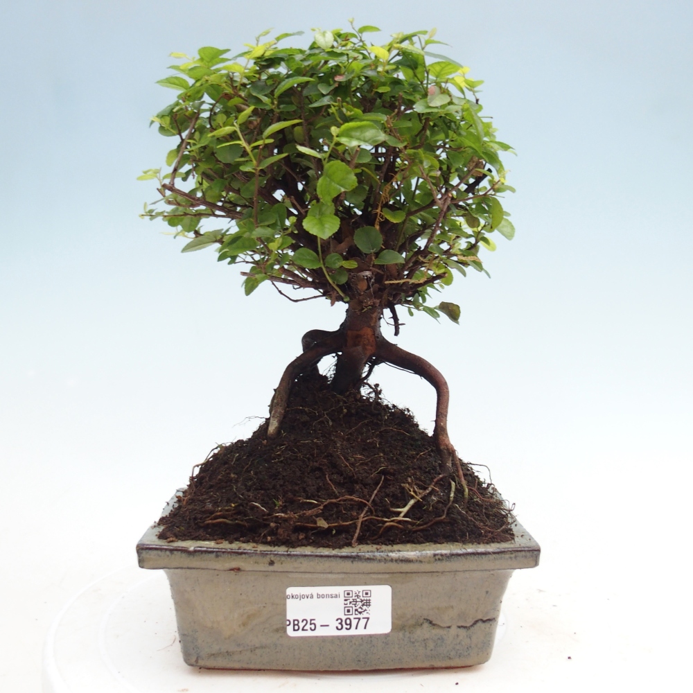 Zimmer Bonsai - Sageretia thea - Sageretia thea