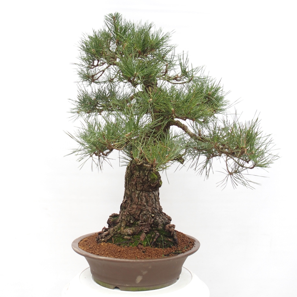 Bonsai für draußen - Pinus thunbergii - Thunberg-Kiefer