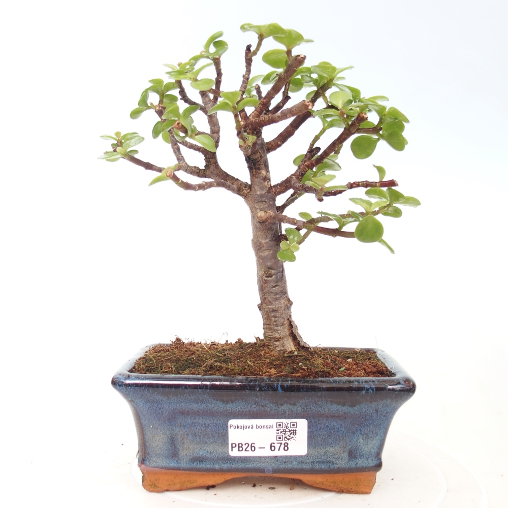 Zimmer Bonsai - Portulakaria Afra - Tlustice