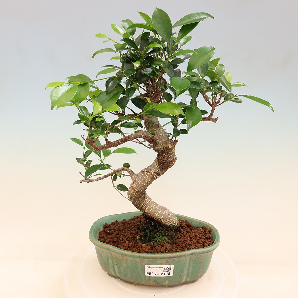 Zimmerbonsai - Ficus retusa - Kleinblättriger Ficus