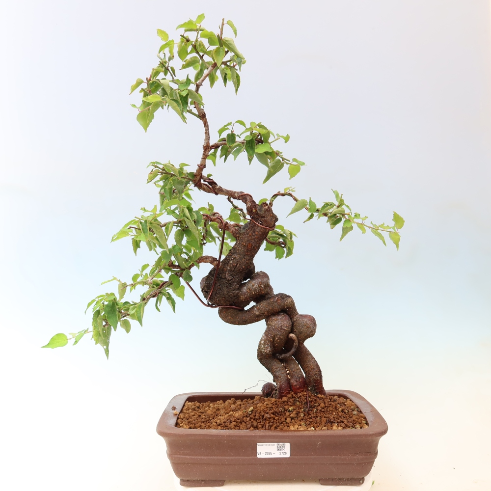 Bonsai für den Außenbereich – Japanischer Aprikosenbaum – Prunus Mume
