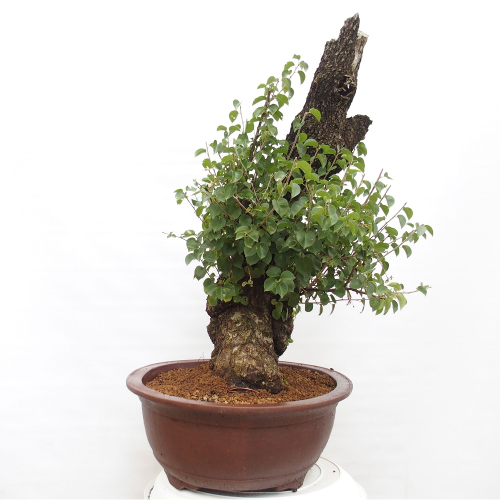 Bonsai für draußen - Mahalebka - Prunus mahaleb