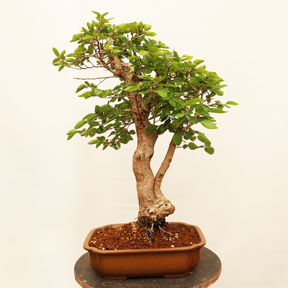 Bonsai für draußen - Karpinus Coreana - Koreanische Hainbuche