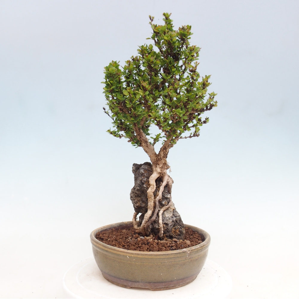 Bonsai für draußen - Berberis coreana