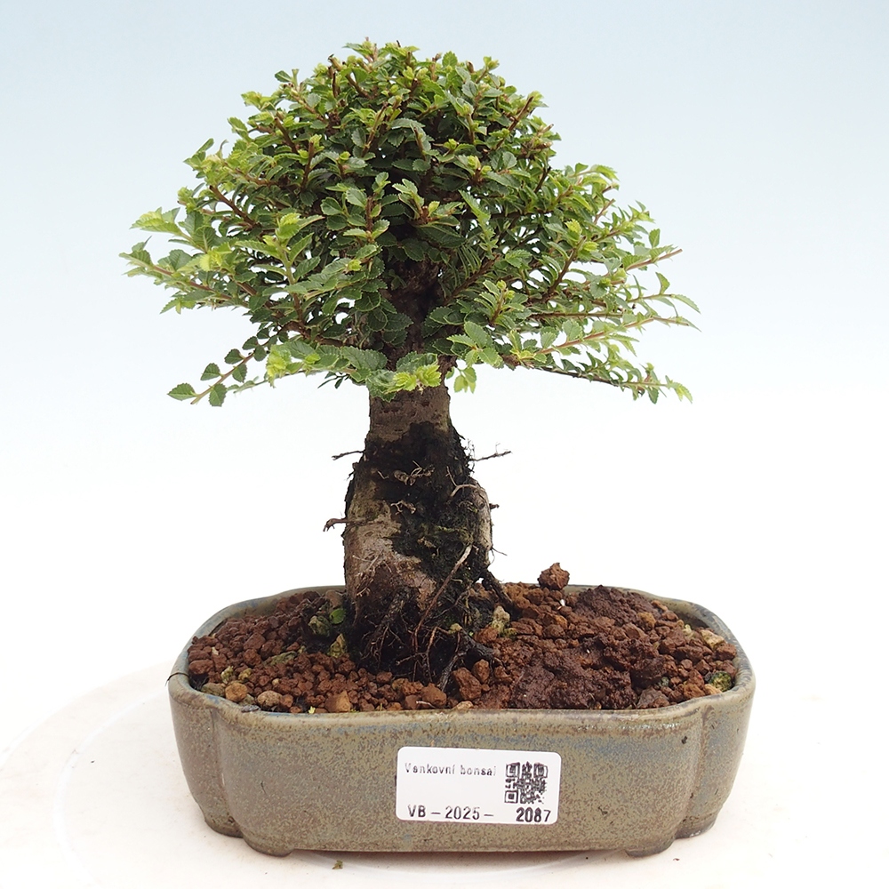 Bonsai für draußen - Ulmus parvifolia Hokkaido - Chinesische Ulme