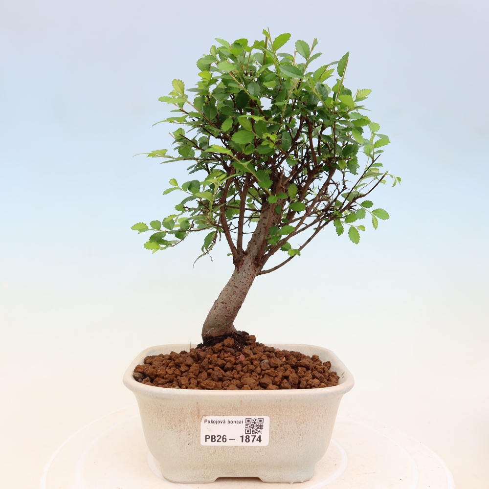 Zimmerbonsai - Ulmus parvifolia - Kleinblättrige Ulme