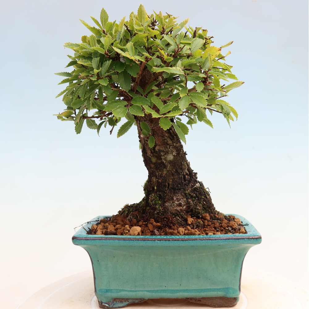 Bonsai für draußen - Zelkova - Zelkova NIRE