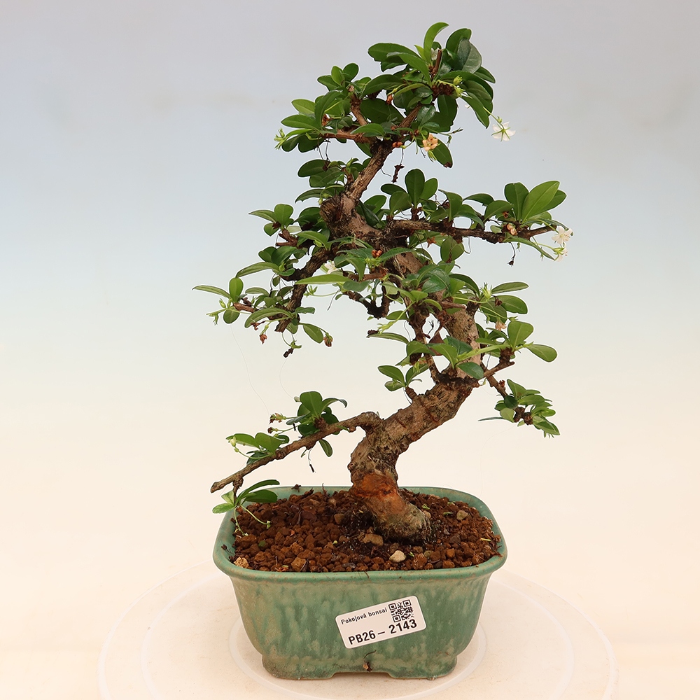 Zimmer-Bonsai - Carmona macrophylla - Tee-Fuki
