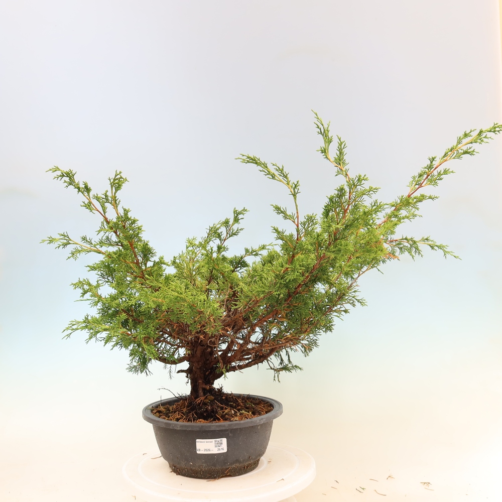 Bonsai für draußen - Juniperus chinensis Itoigawa