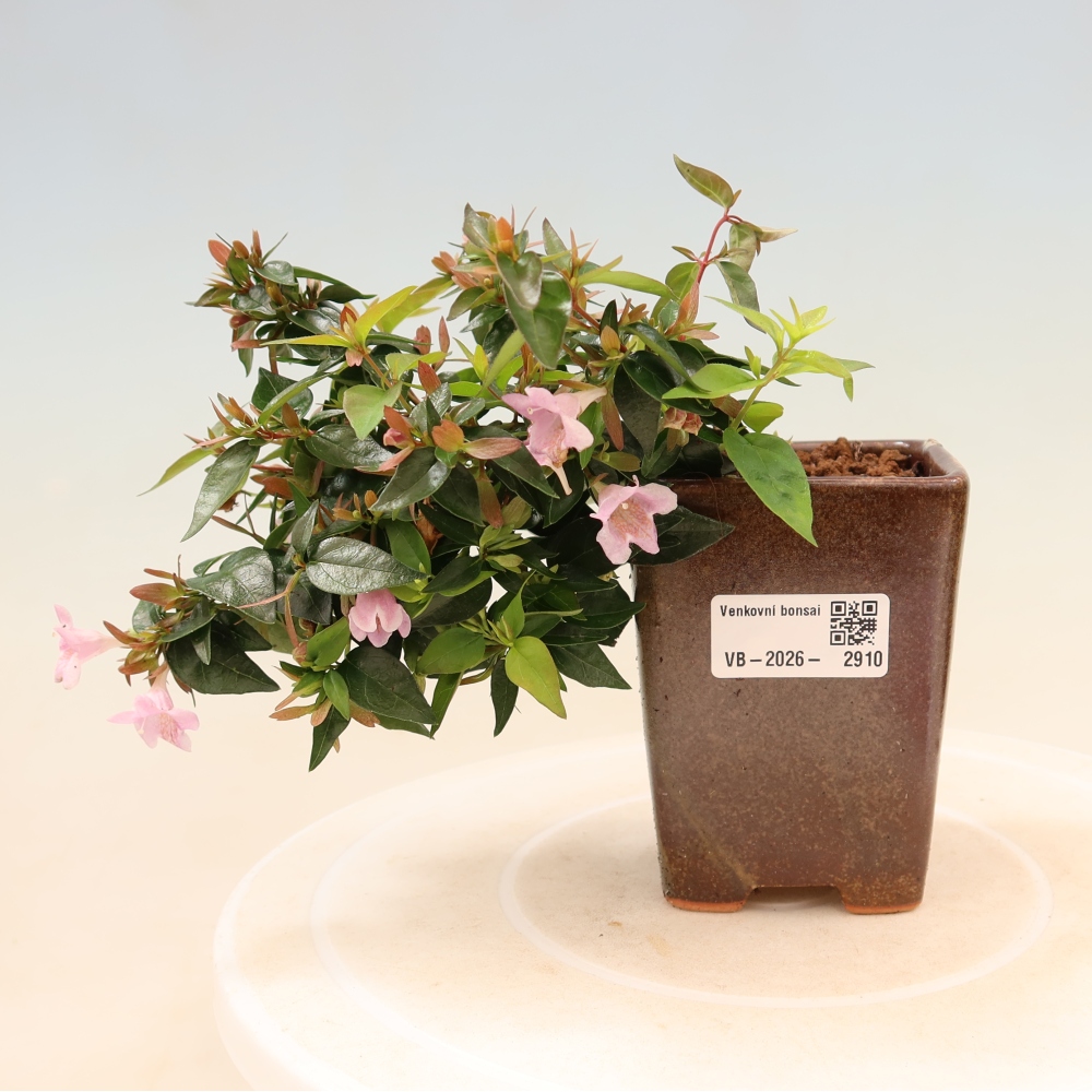 Bonsai für den Außenbereich – Abelia Edward Goucher – Großblumige Abelia