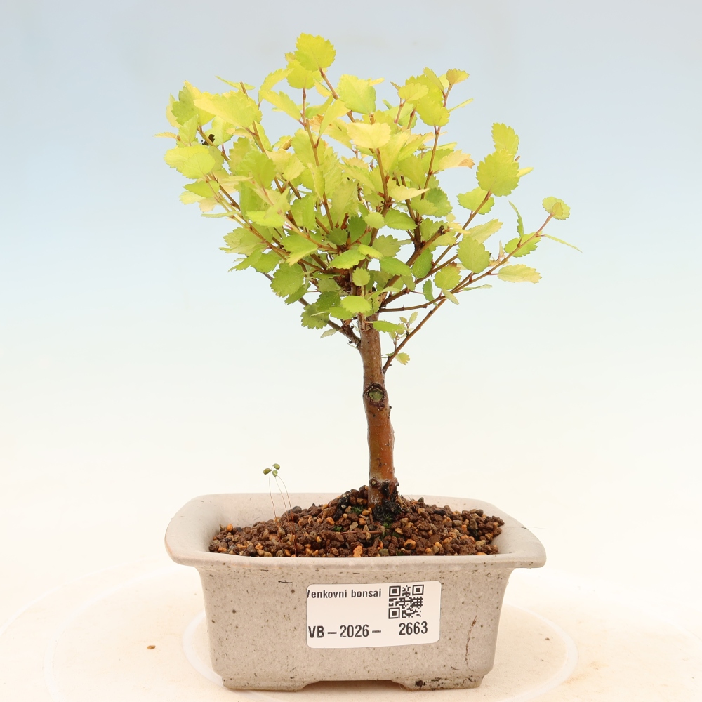 Bonsai für den Außenbereich – Zwergbirke – Betula NANA Golden Treasure