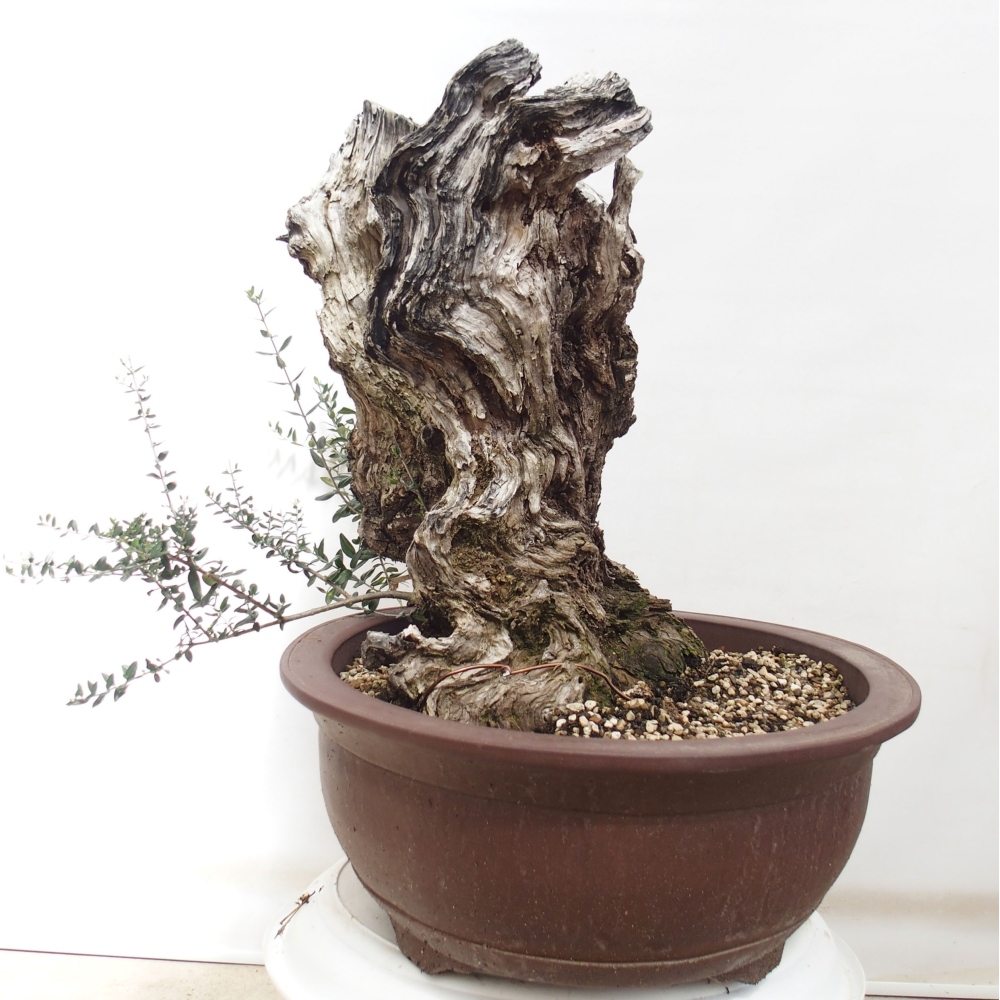 Zimmerbonsai - Olea europaea sylvestris