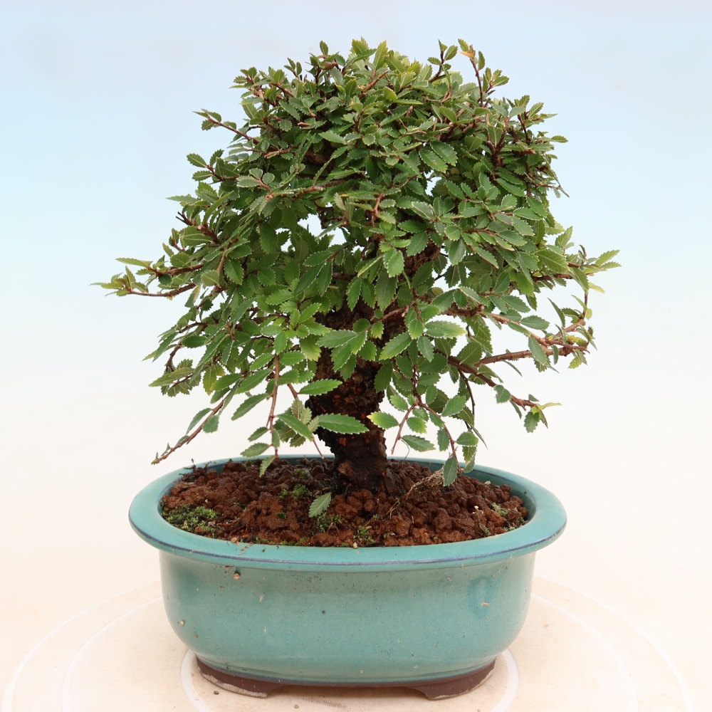 Bonsai für draußen - Zelkova - Zelkova NIRE