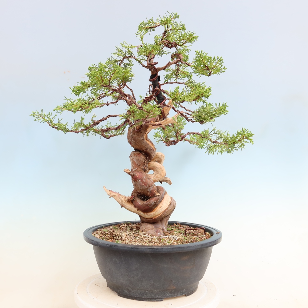 Bonsai für draußen - Juniperus chinensis Itoigawa-Juniperus chinensis