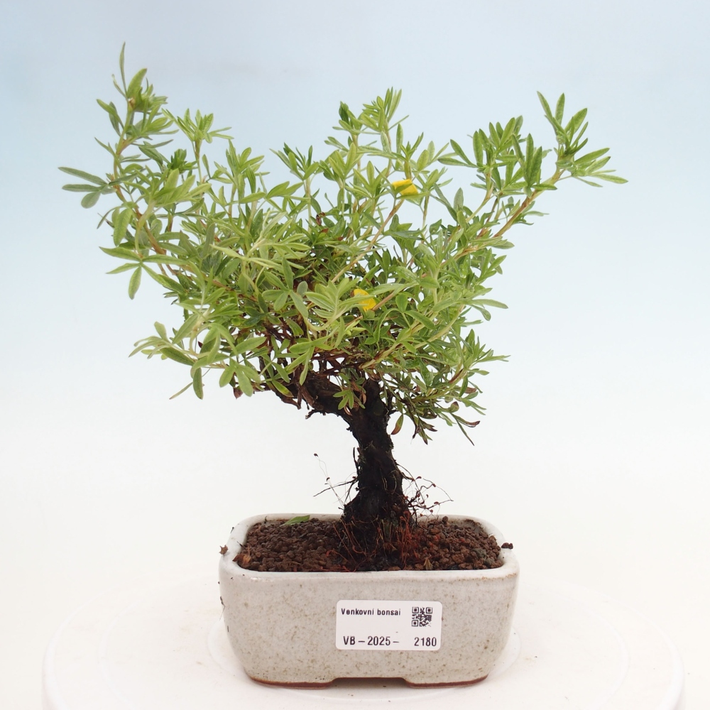 Bonsai für draußen - Potentila fruticosa gelber Vogel