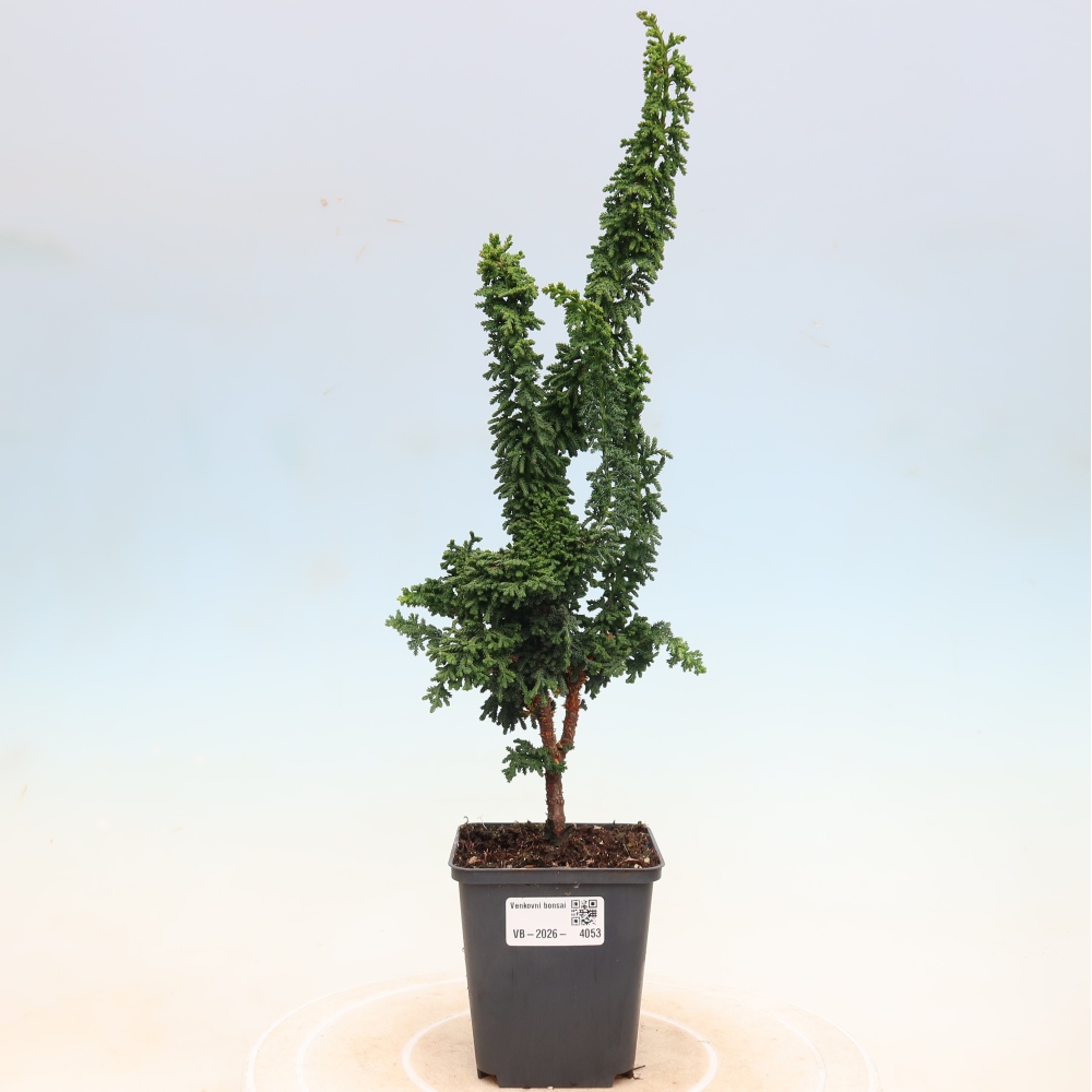 Bonsai für draußen - Cham. obtusa SEKKA HINOKI - Zypresse