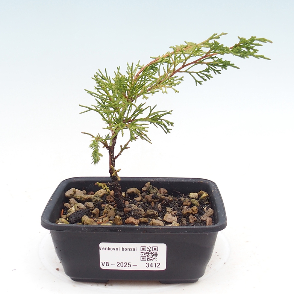 Bonsai für draußen - Juniperus chinensis Itoigawa