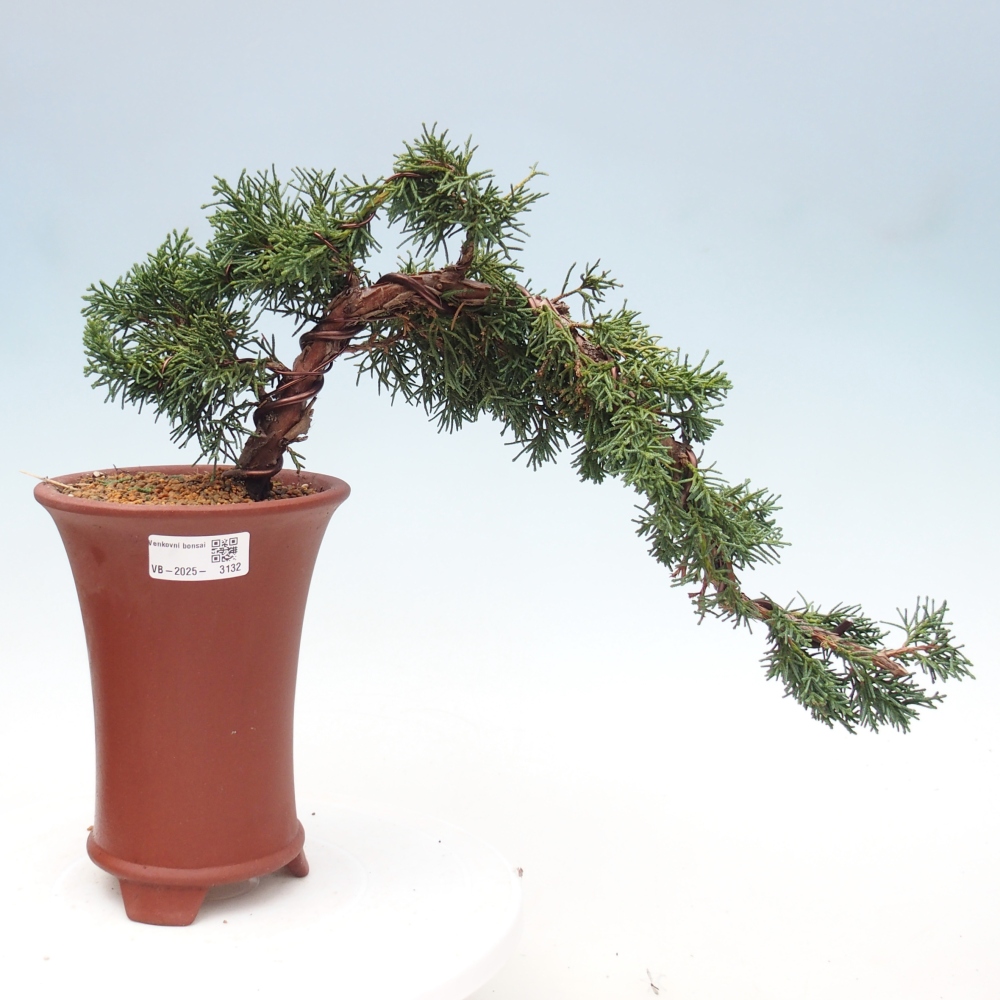 Bonsai für draußen - Juniperus chinensis Kishu