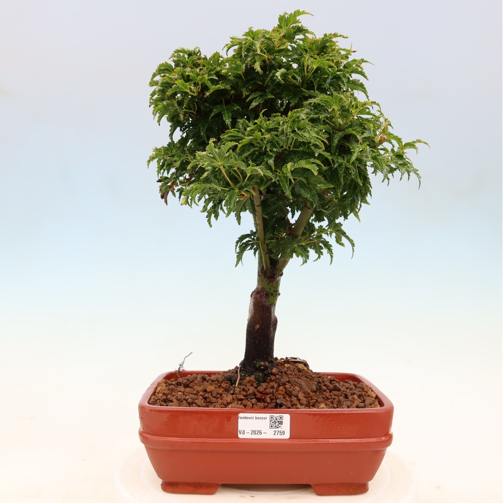 Bonsai für draußen -Javor-Palme Acer palmatum Shishigashira