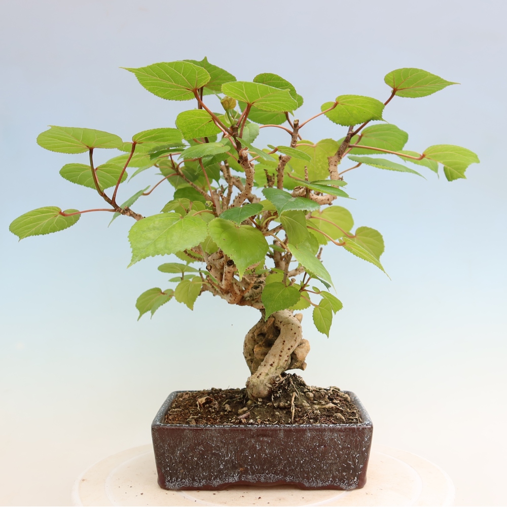 Zimmerbonsai - Hibiscus tiliaceus - Meeres-Hibiskus