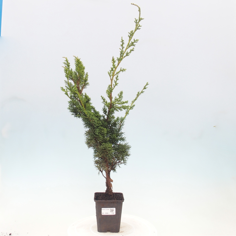 Bonsai für draußen - Juniperus chinensis Kishu