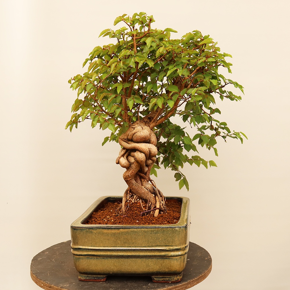 Bonsai für draußen - Karpinus Coreana - Koreanische Hainbuche
