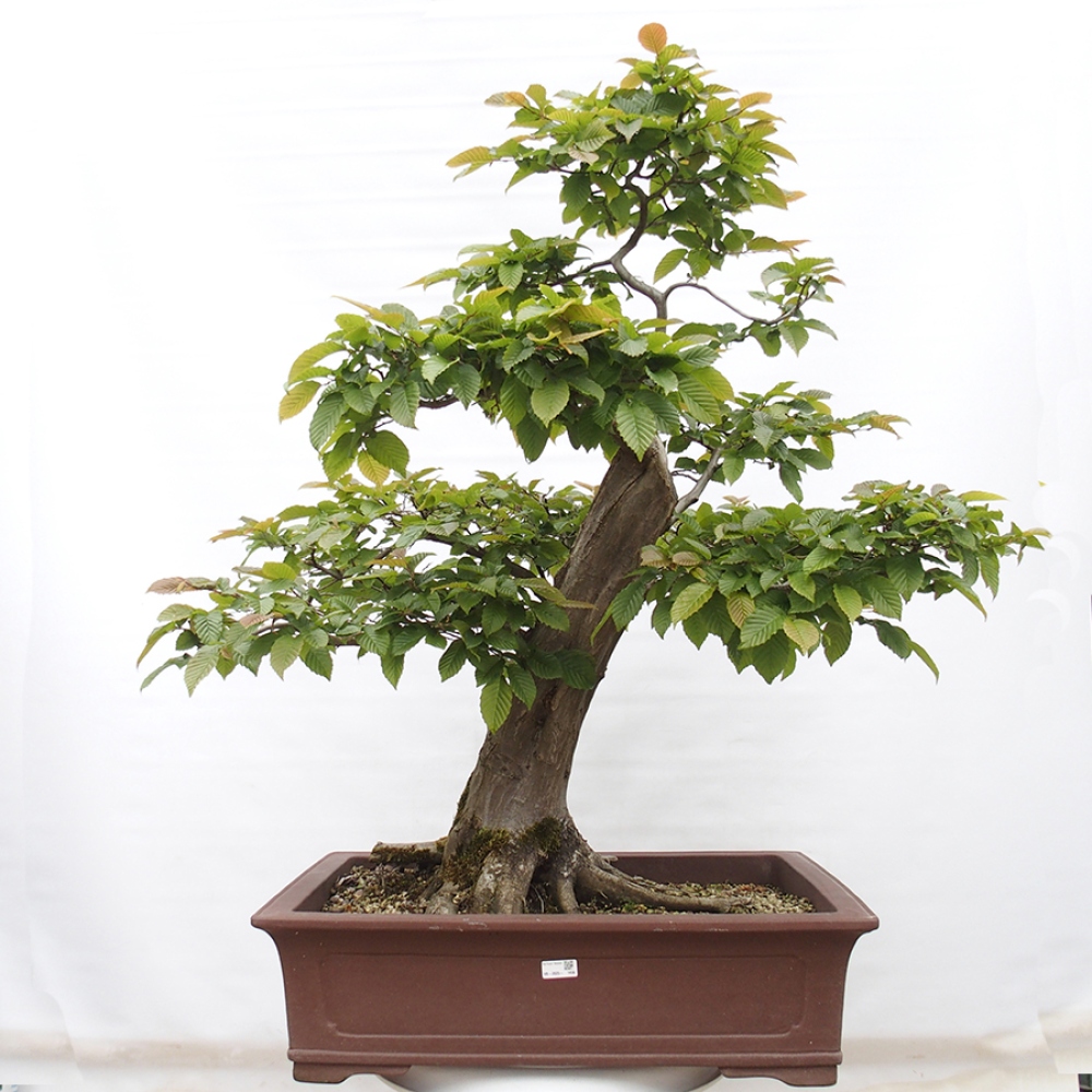 Bonsai für draußen - Hainbuche - Carpinus betulus