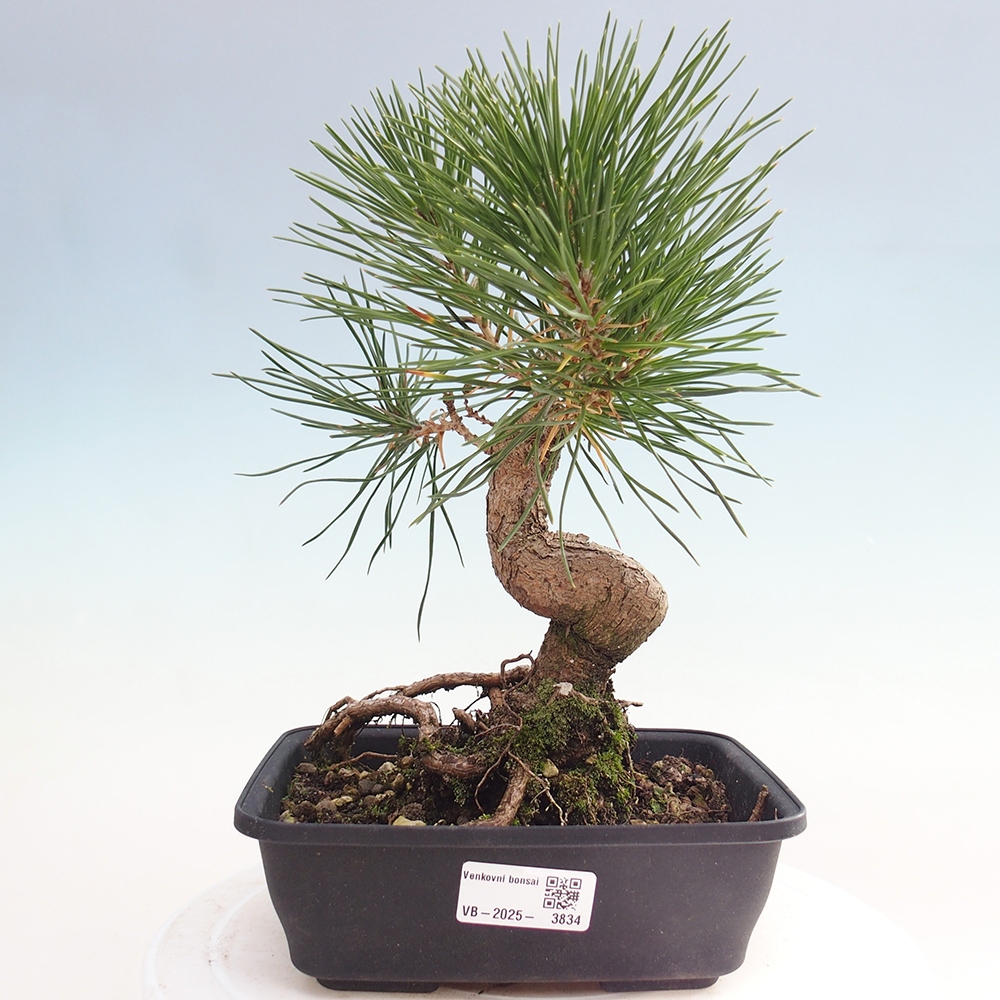Bonsai für draußen - Pinus thunbergii - Thunberg-Kiefer