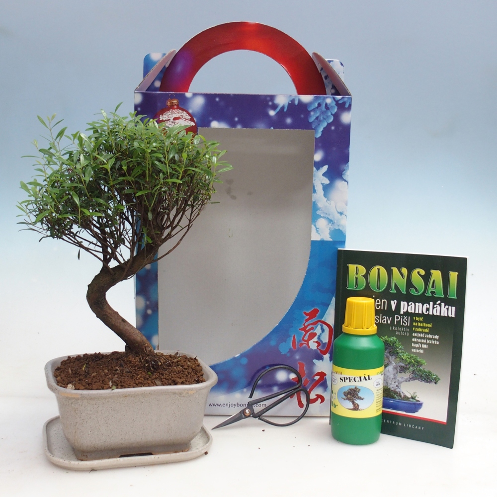 Zimmerbonsai im Geschenkkarton Syzygium - Pimentbaum