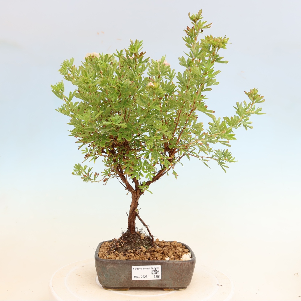 Bonsai für den Außenbereich – Strauch-Fingerkraut – Potentilla fruticosa Bellissima