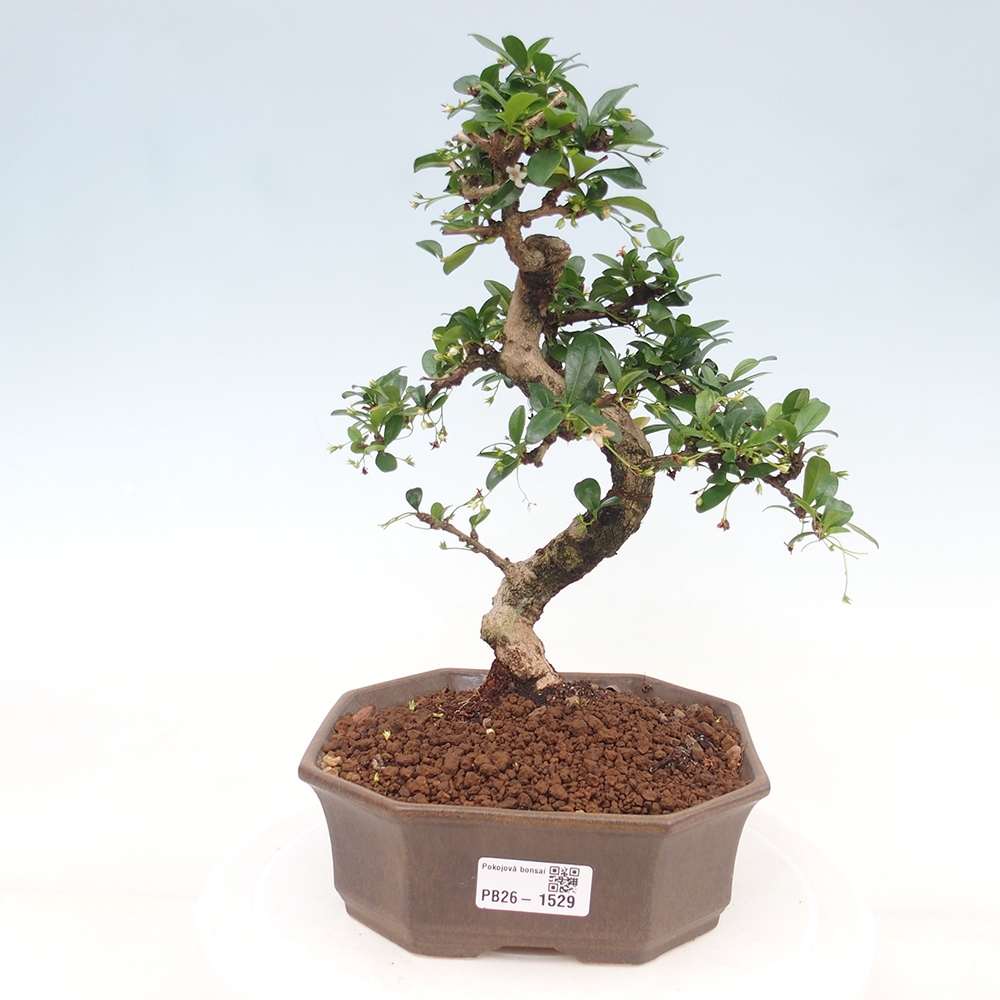 Zimmer-Bonsai - Carmona macrophylla - Tee-Fuki