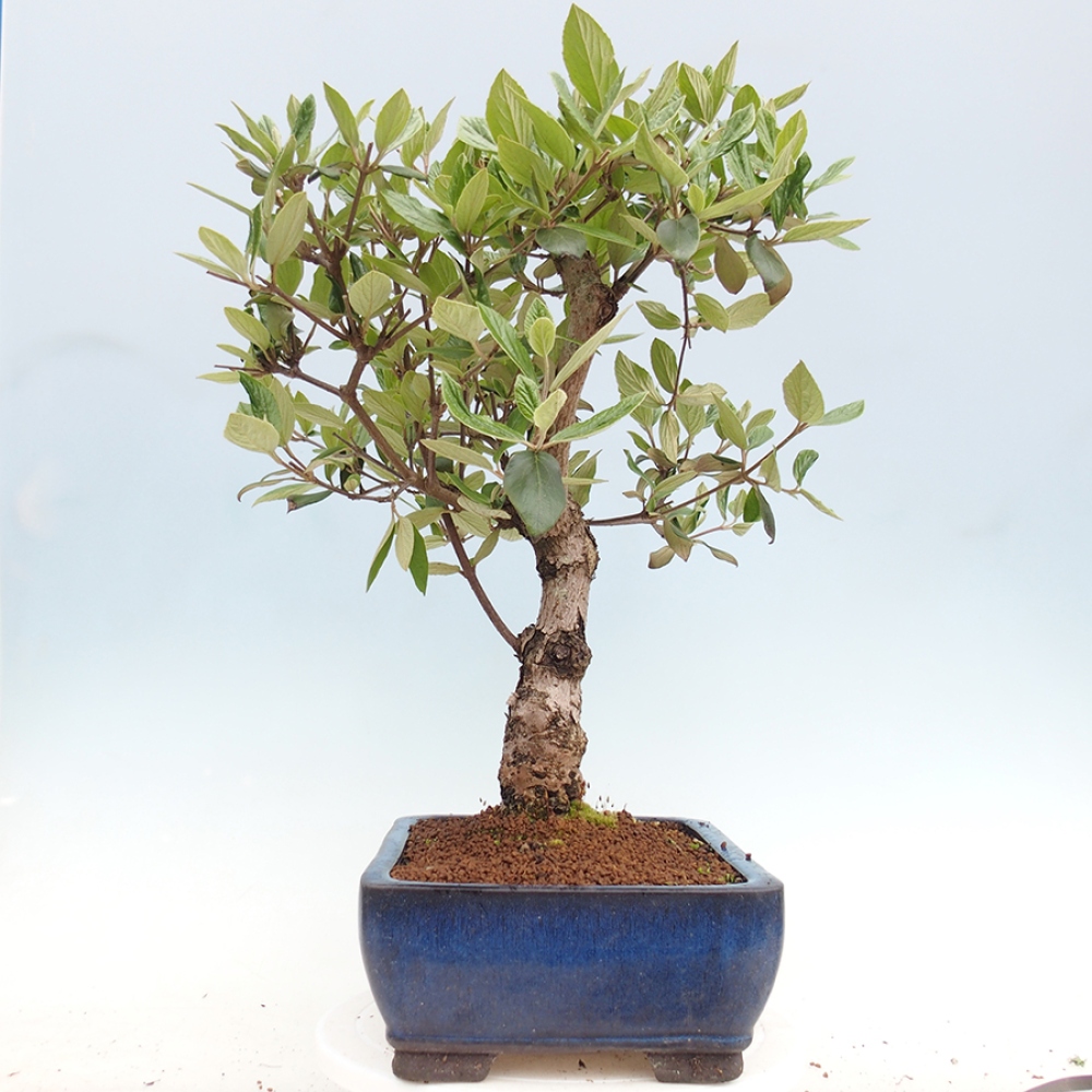 Bonsai für draußen - Kalina Bodnanská - Viburum carlesii hemsi