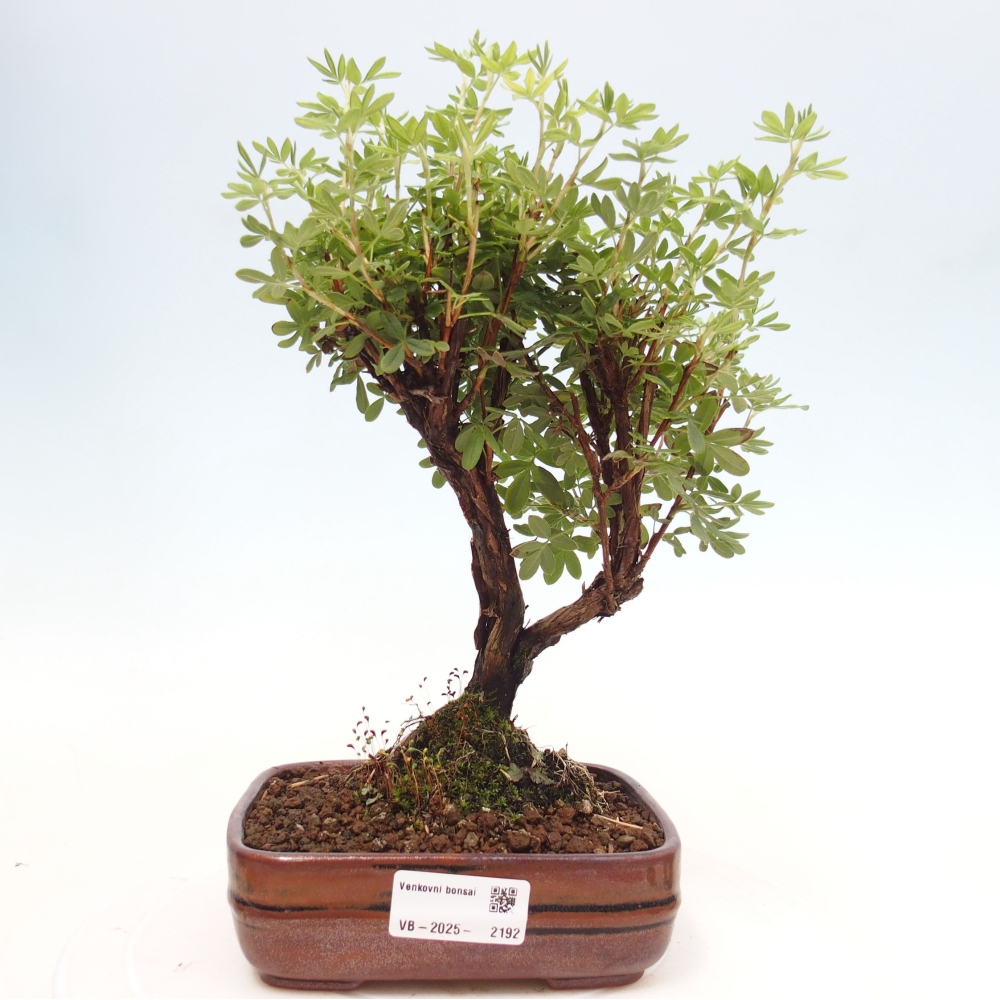 Bonsai für draußen - Potentila fruticosa gelber Vogel