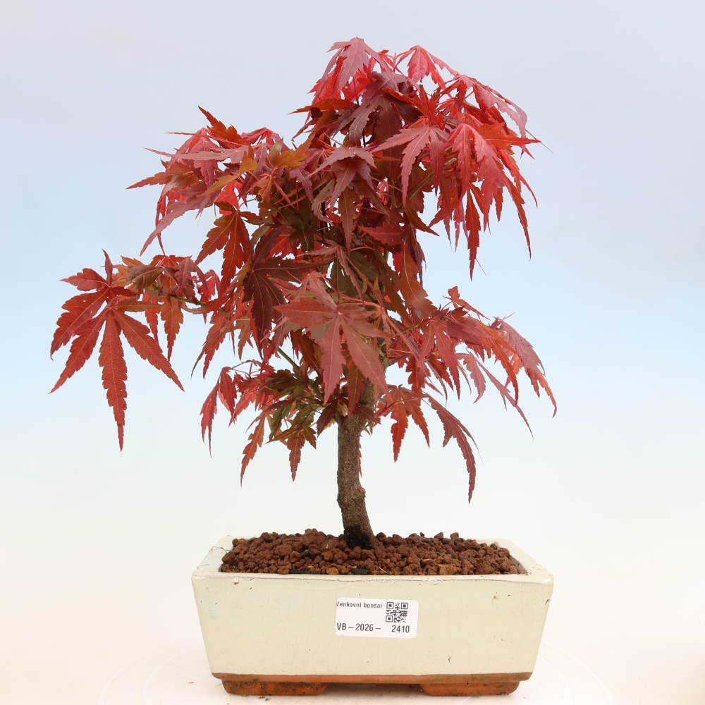 Bonsai für draußen - Acer-Palme. Atropurpureum-Javor palmate