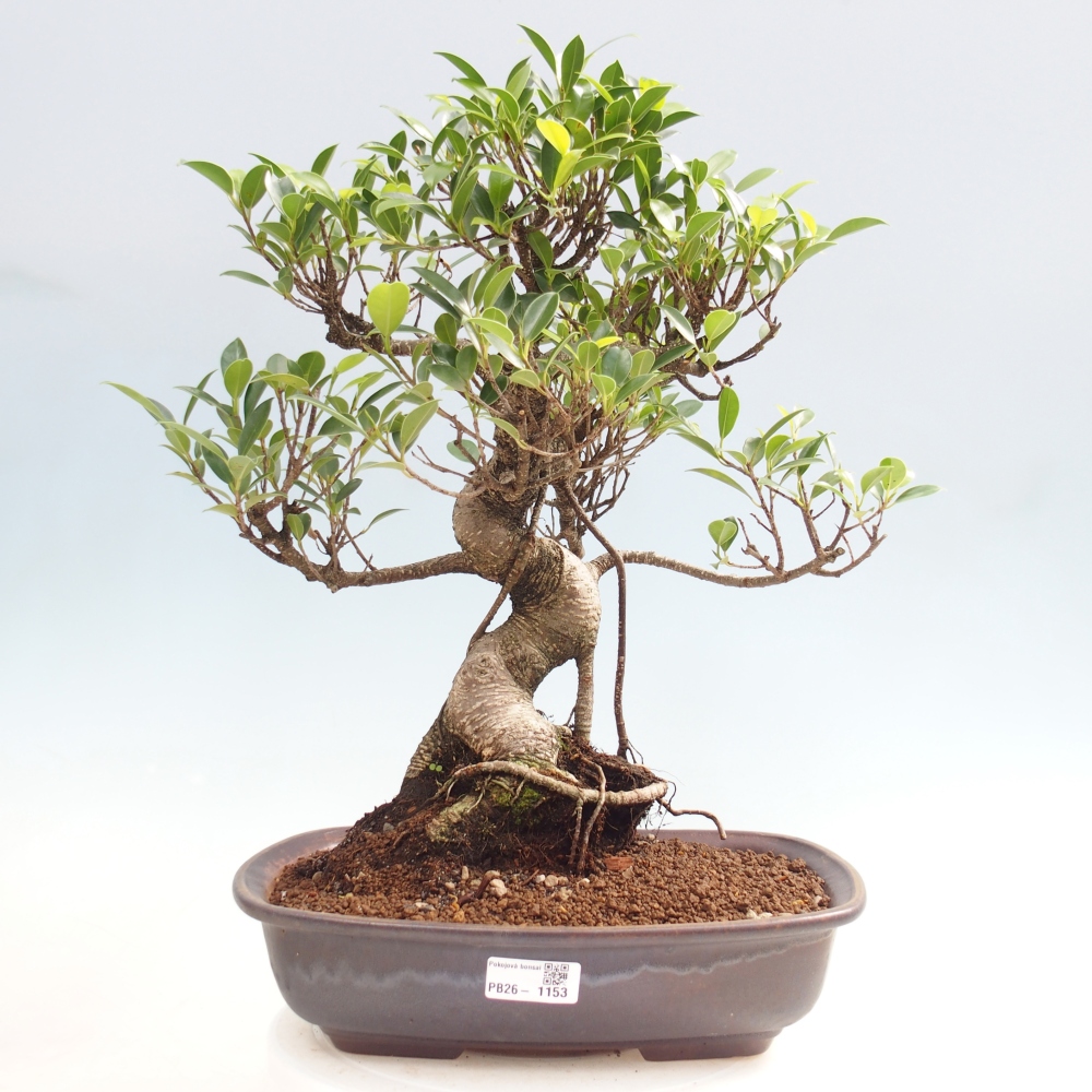 Zimmerbonsai - Ficus kimmen - Kleinblättriger Ficus