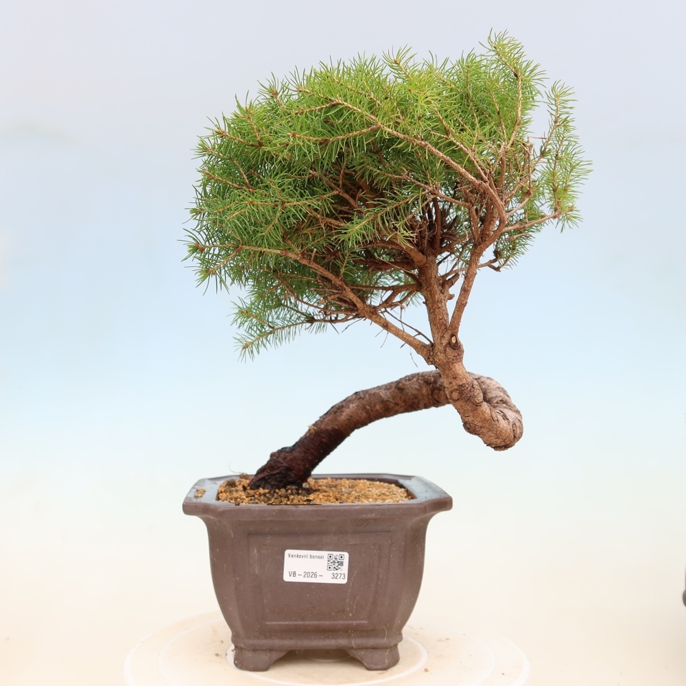 Bonsai für draußen - Fichte - Picea glauca globe