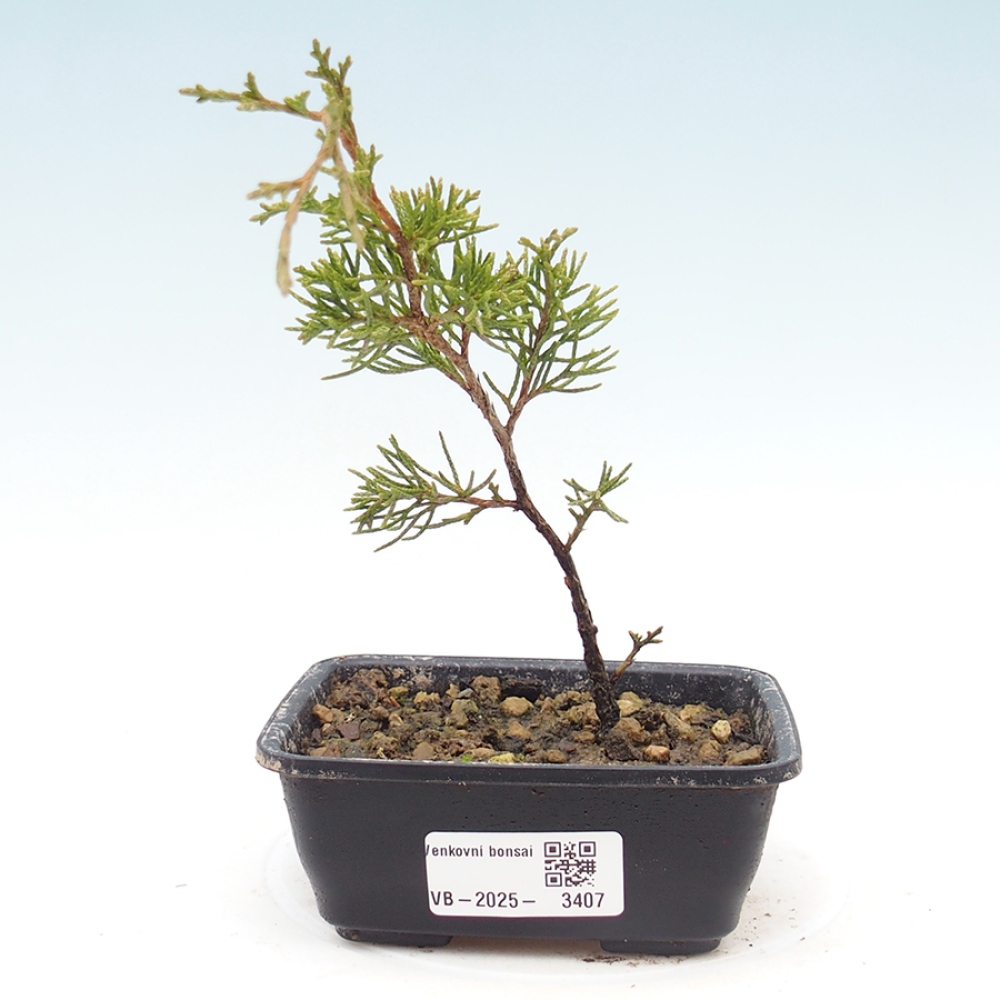 Bonsai für draußen - Juniperus chinensis Itoigawa