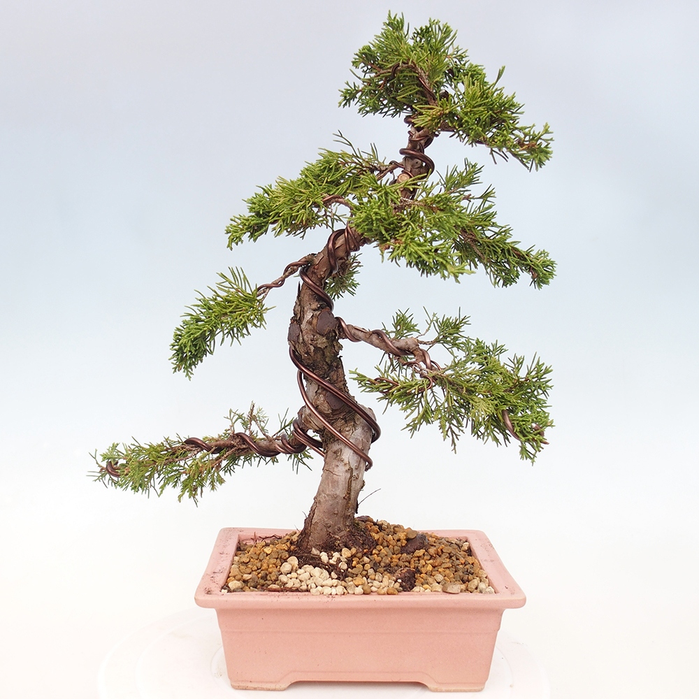 Bonsai für draußen - Juniperus chinensis Itoigawa