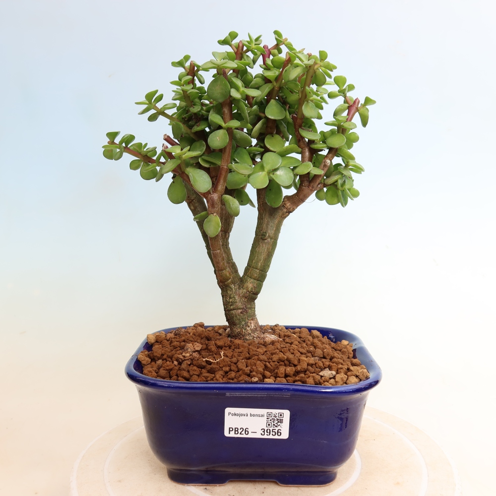 Zimmer Bonsai - Portulakaria Afra - Tlustice