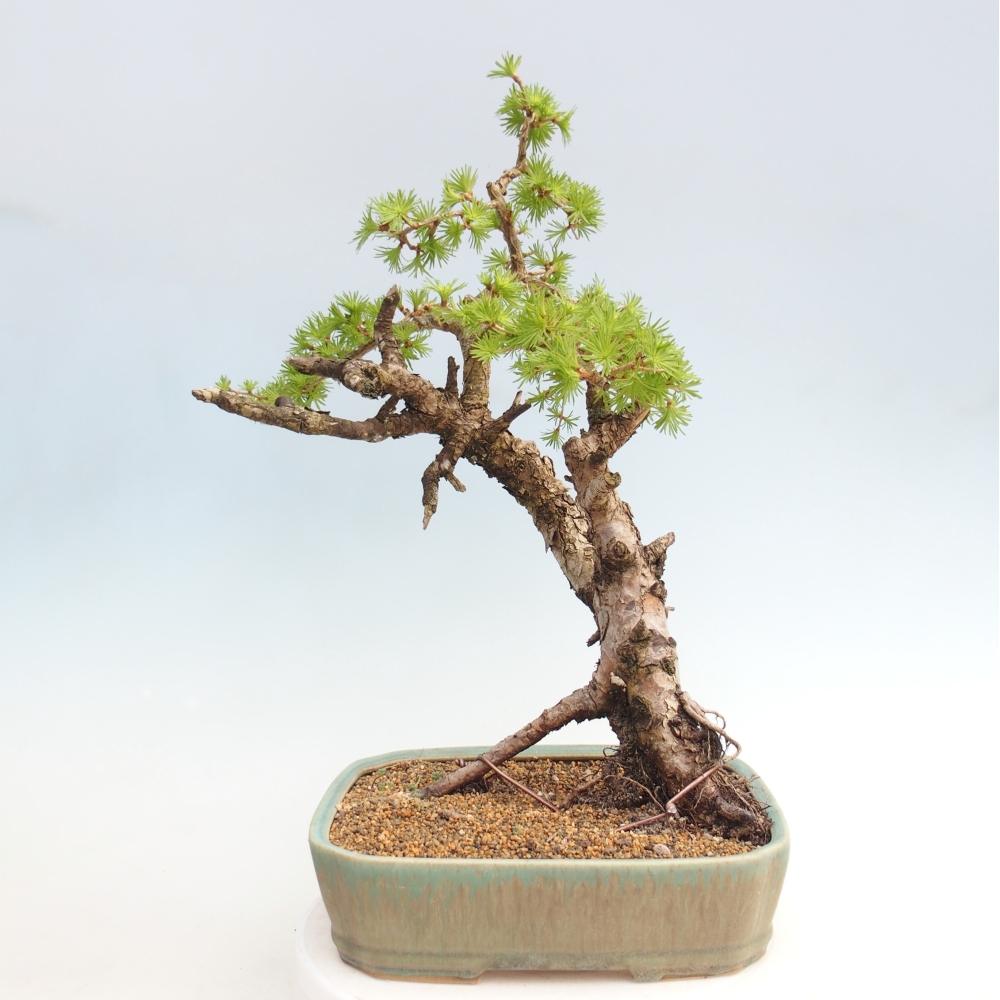 Outdoor-Bonsai -Larix decidua - Lärche - nur Palettentransport