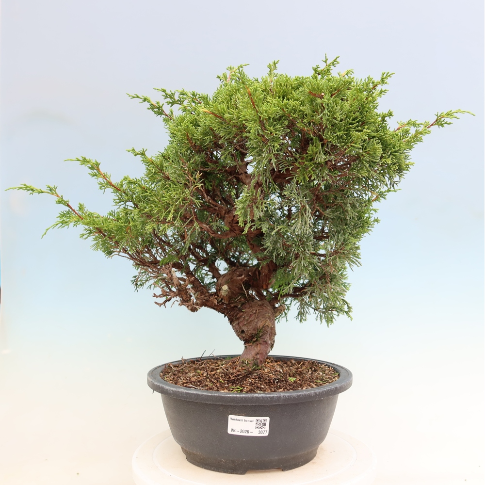 Bonsai für draußen - Juniperus chinensis Itoigawa-Juniperus chinensis
