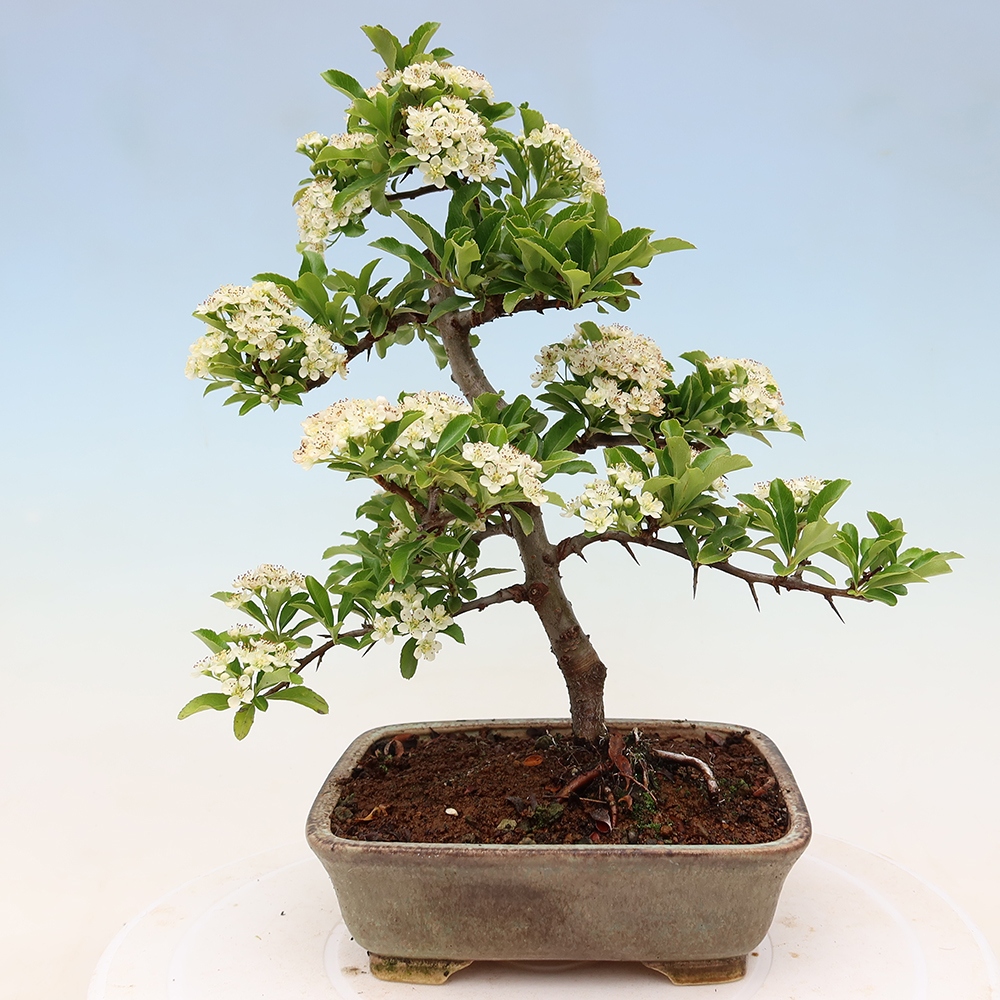 Bonsai für den Außenbereich – Pyracantha teton – Feuerdorn