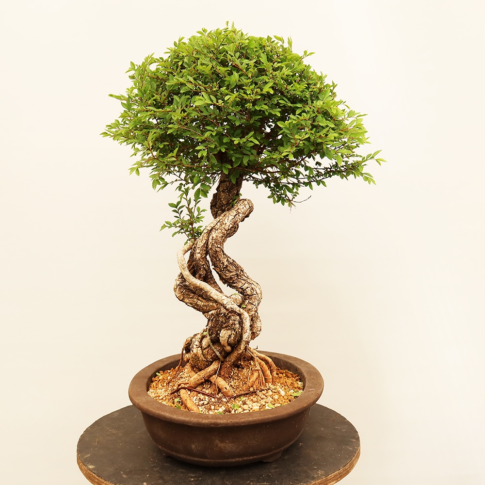 Bonsai für draußen - Zelkova - Zelkova NIRE