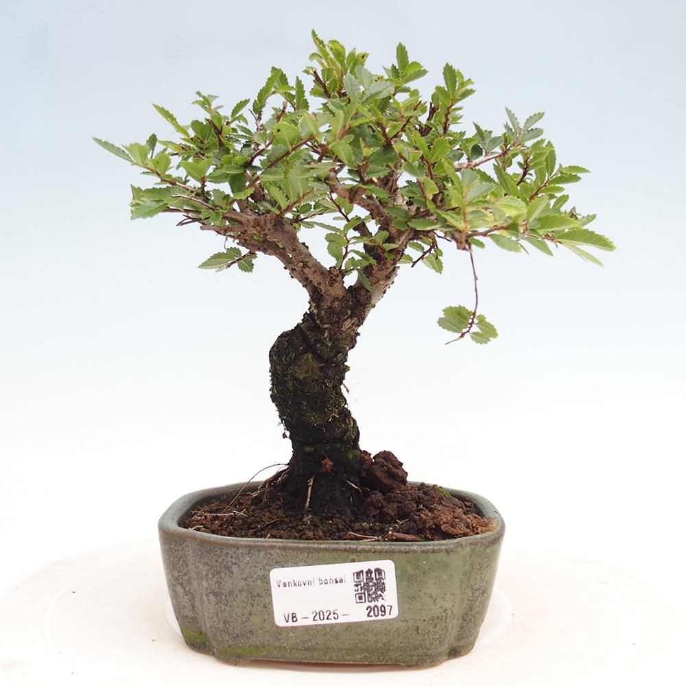 Bonsai für draußen - Zelkova - Zelkova NIRE