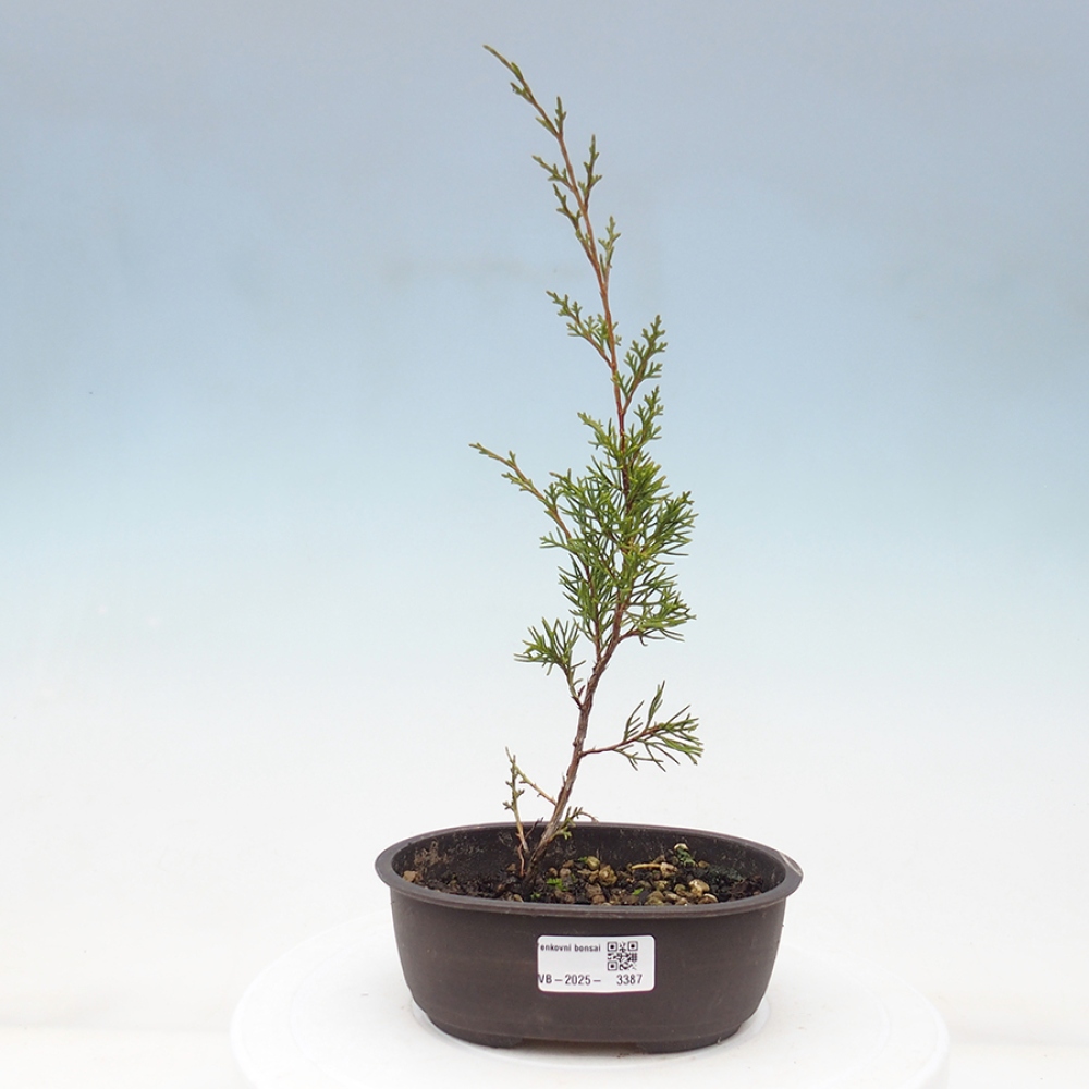 Bonsai für draußen - Juniperus chinensis Itoigawa
