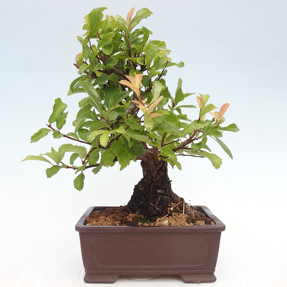 Bonsai für draußen - Zelkova - Zelkova NIRE