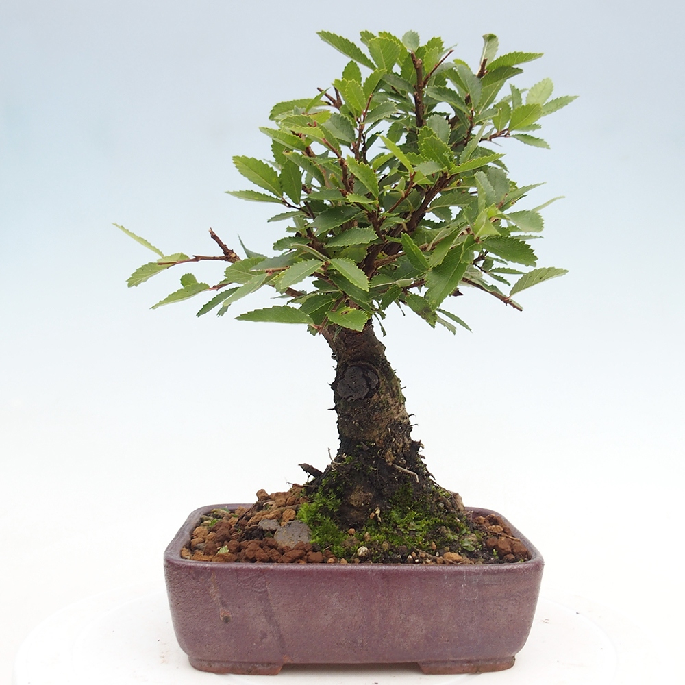 Bonsai für draußen - Zelkova - Zelkova NIRE