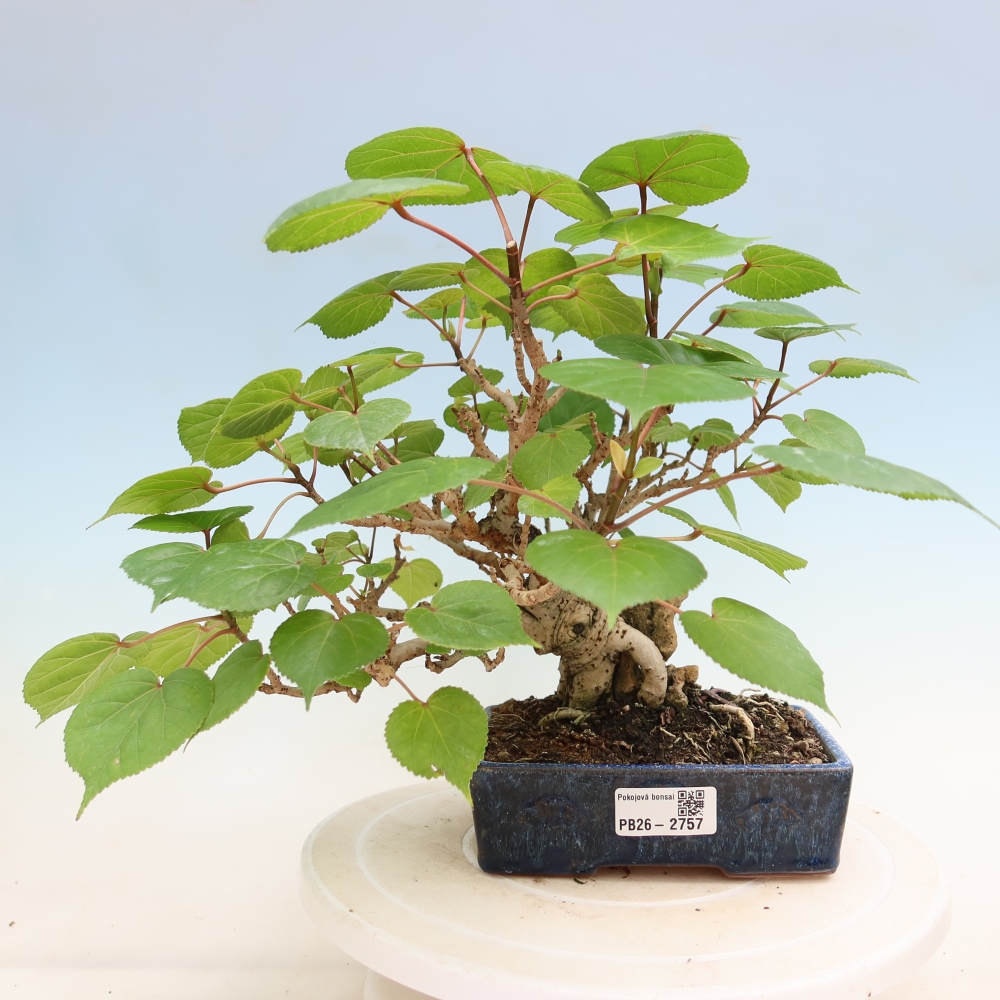 Zimmerbonsai - Hibiscus tiliaceus - Meeres-Hibiskus